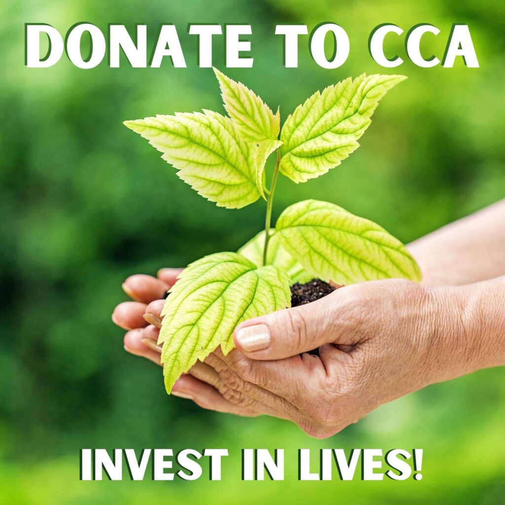 Donate Button.  For donating to CCA.