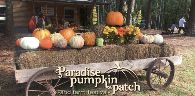 Graphic for the Pumpkin Patch